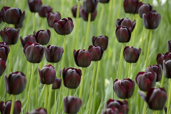 Lots of black tulips on a green field