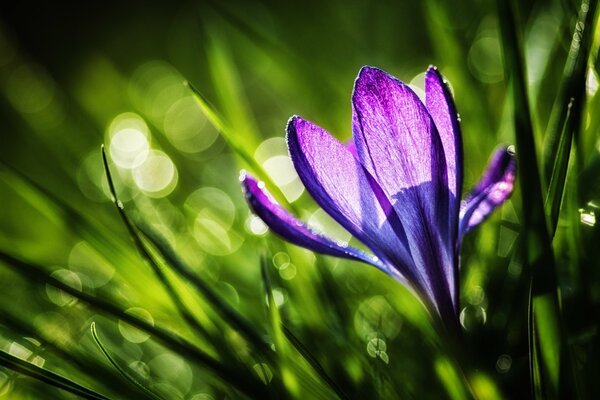 Feuchtfröhlicher Krokus im Gras vor dem Hintergrund der Sonne