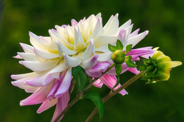 Gemma di Dalia bianca e rosa