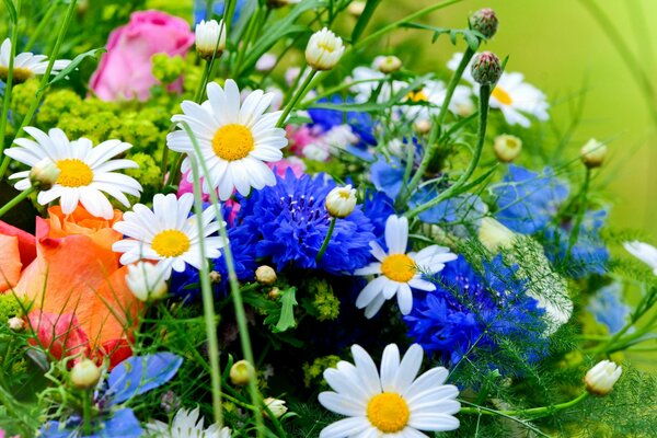 Wildflowers on a background of green grass