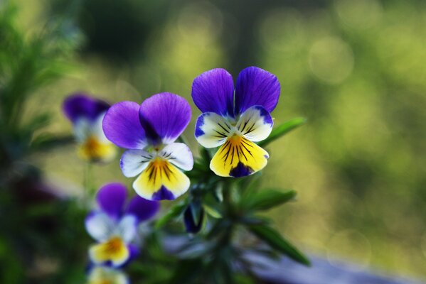 Pansies on a blurry background