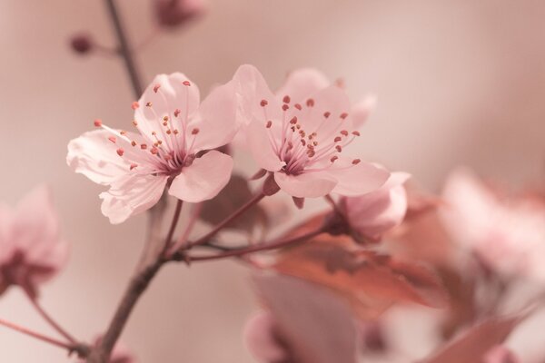 Kirschblüte. Rosa Zärtlichkeit