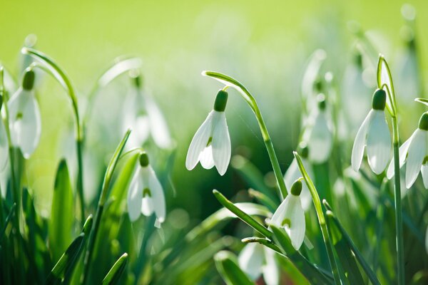 Sanfte Schneeglöckchen in der Frühlingssonne