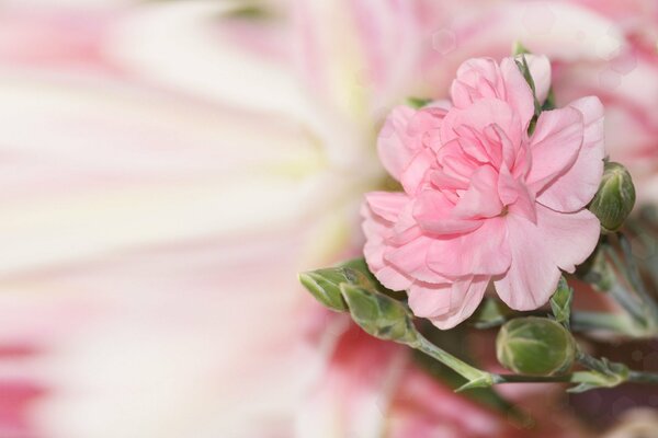 Bourgeon rose sur fond flou