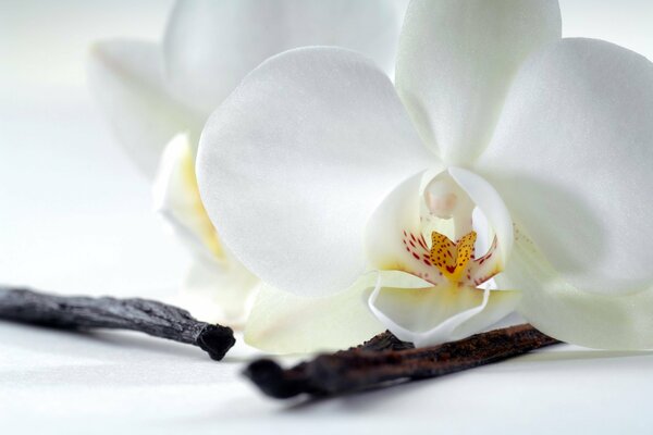 Kwiat orchidei z białymi płatkami