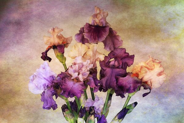 Iris painted with watercolor paints