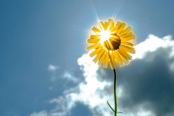 Sonnenblume auf Himmelshintergrund. Die Blume. Die Wolken