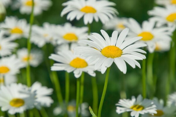 Daisies in the meadow, white daisies in the meadow, petals of white daisies, white beautiful flowers