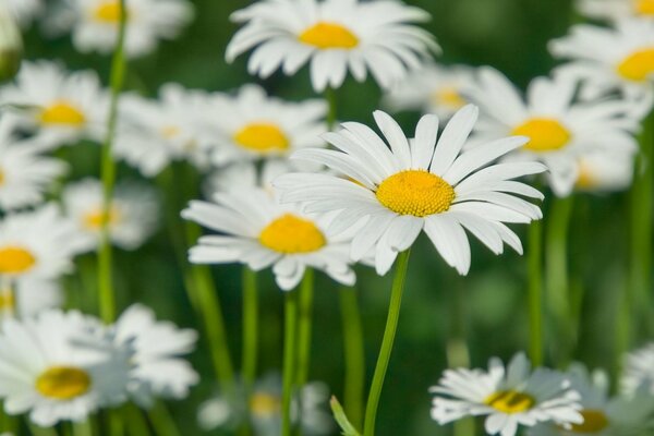 Margherite nel prato, margherite bianche nel prato, petali di margherite bianche, bellissimi fiori bianchi