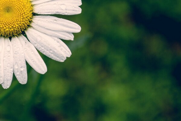 Photo macro d une Marguerite avec un fond flou