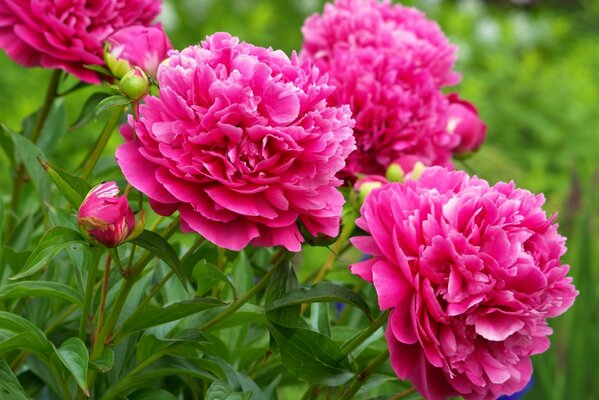 Bellissimo cespuglio di peonie rosa