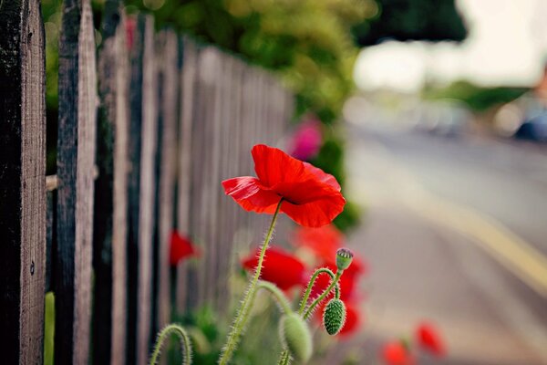 Mohnblumen blühen in der Nähe des Zauns