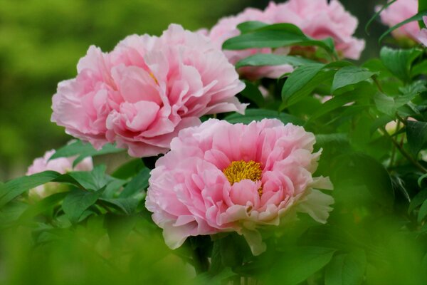 Sanfter Rosenstrauch in voller Blüte