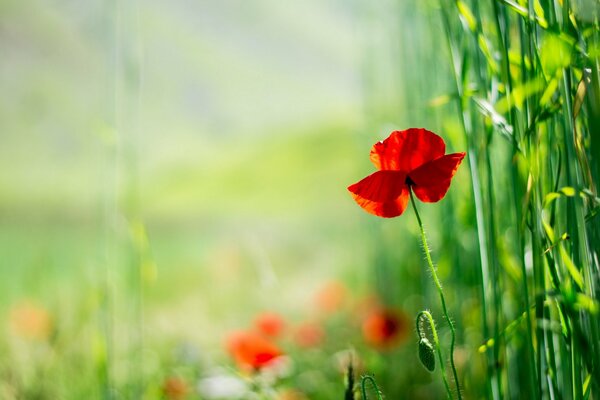 Coquelicot rouge mise au point sur fond flou lugus