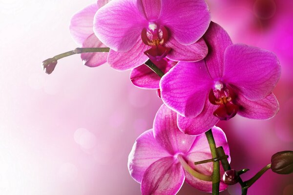 Phalaenopsis-un beau représentant de la famille des orchidées