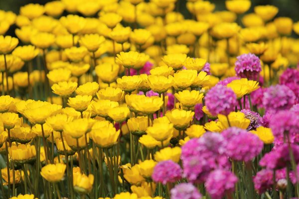 Champ avec des fleurs jaunes et roses