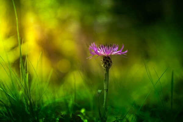 Flou sur la prise de vue macro d une fleur lilas