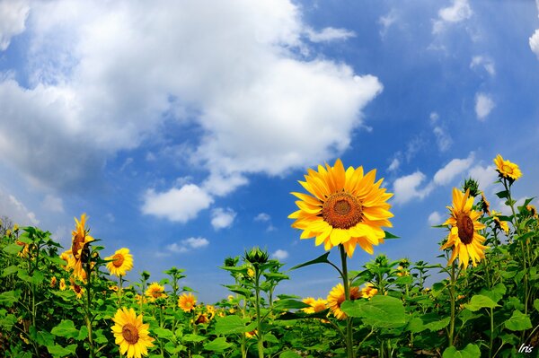 Sunny summer, sunny sunflower
