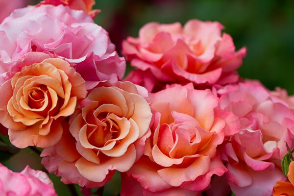 Buds of blooming pink flowers