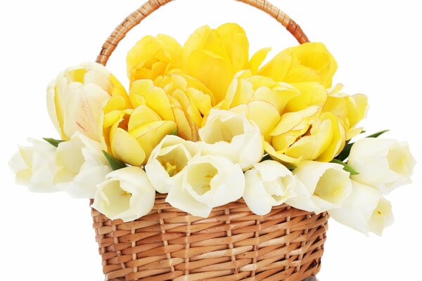 Желтые и белые тюльпаны в корзине. желтые цветы. цветы в корзинке