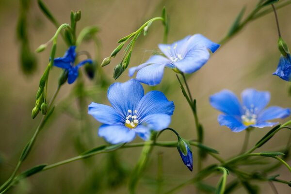 Delicate blue wildflowers