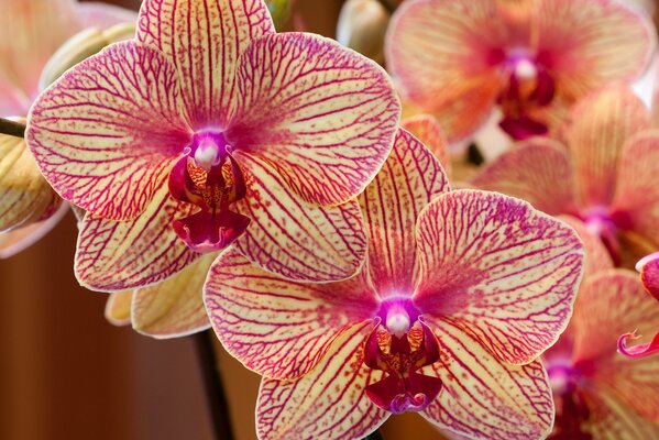 Exotische Orchideen mit rosa und gelben Blütenblättern