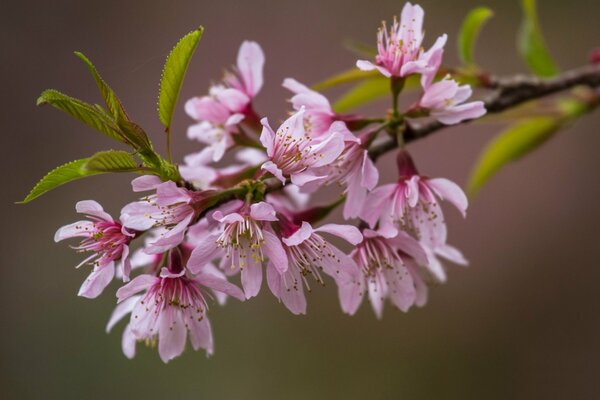 Pink sakura on a spring morning