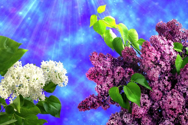 Colorful lilac in spring