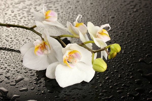 Fiore di orchidea bianca su sfondo scuro con gocce d acqua