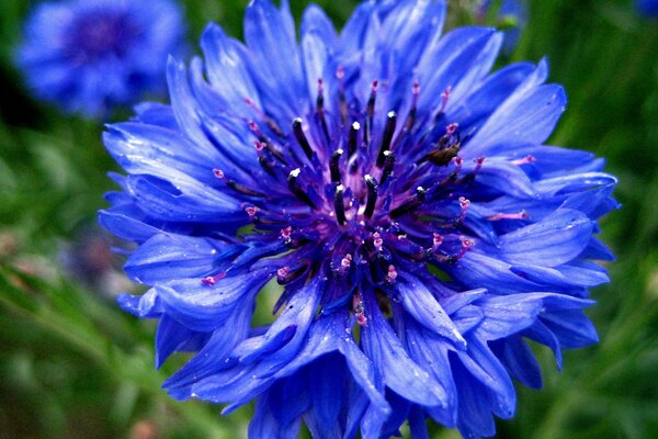 Heavenly cornflower close-up