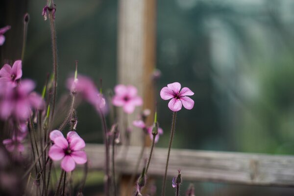 Rosa Gelee, Makromka am Fenster