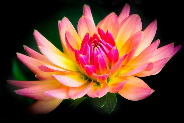 Yellow-pink dahlia on a black background