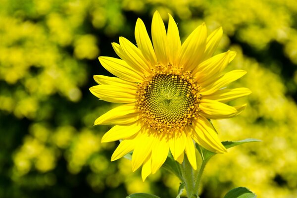 Słonecznik na tle żółtych kwiatów