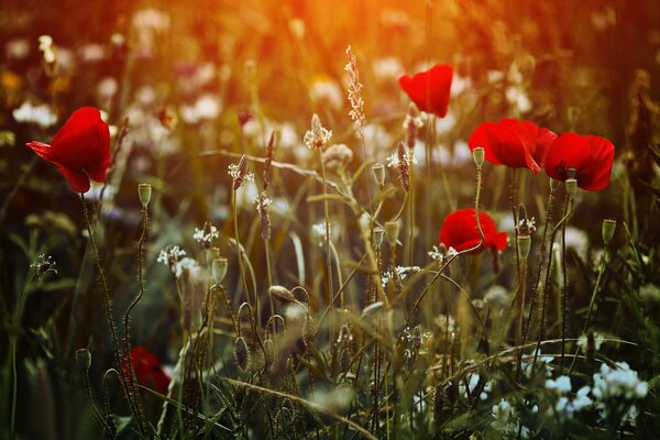 Wilder Mohn in einem schönen Feld