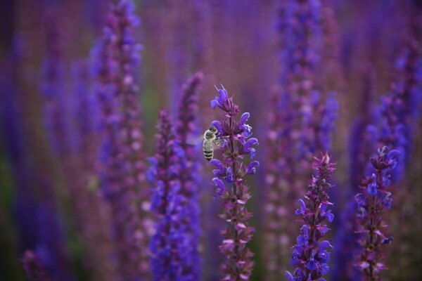 Abeille sur une fleur de sauge pourpre