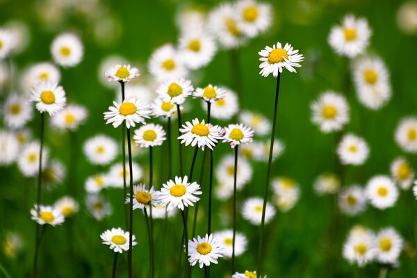 Kleine Gänseblümchen auf grünem Hintergrund