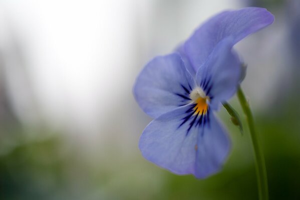 Delicate pansies in bloom