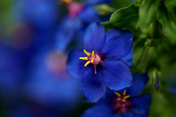 Niebieski kwiat w makrotna rozmytym tle