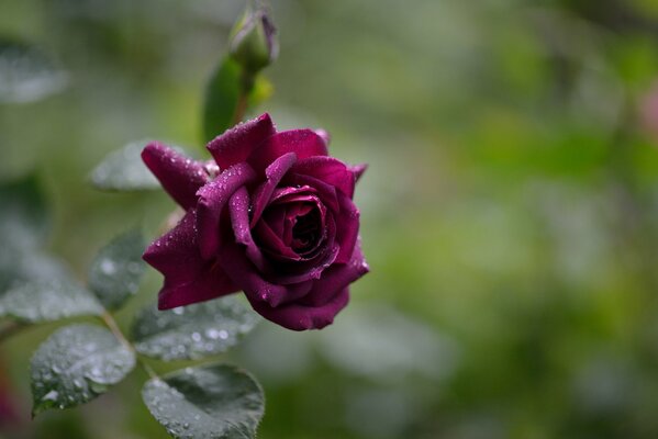 Fascinante rosa Burdeos después de la lluvia