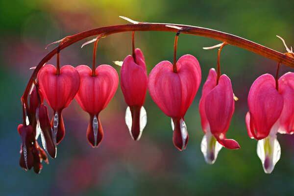 Fleurs roses sur une branche comme un cœur brisé