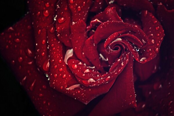 Water drops on a flower