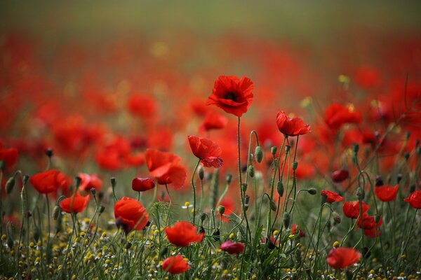 Les coquelicots rouges dans le champ