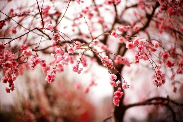 Kirschblüte. sakura ist in voller Blüte. frühlingsblüte