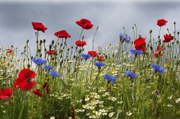 Feld mit Sommerblumen: Mohnblumen, Kornblumen und Gänseblümchen