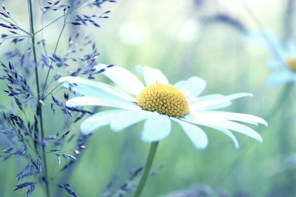 Wildflowers. Widescreen wallpaper