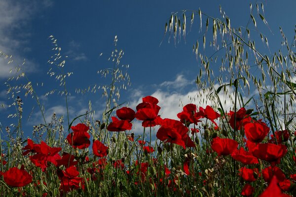 Red poppies on a sunny field