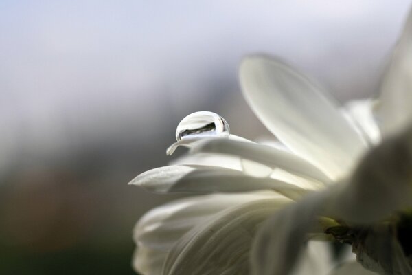 Gocce di rugiada sui petali di un fiore bianco