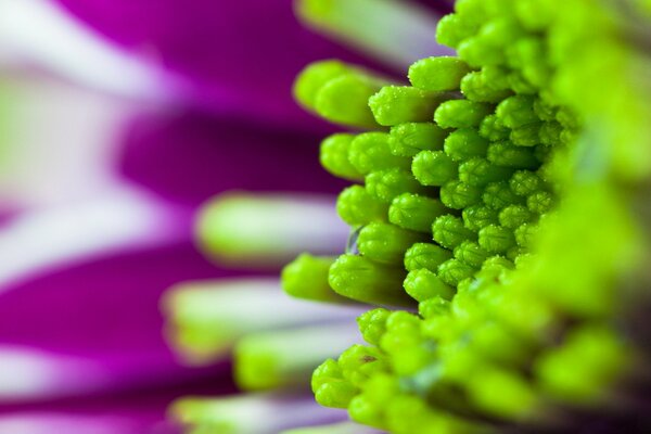 Macro photography purple bouquet with greenery