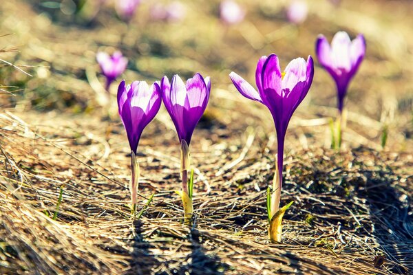 Las flores púrpuras en el campo iluminan su sol