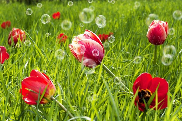 Red tulips and soap bubbles on the background